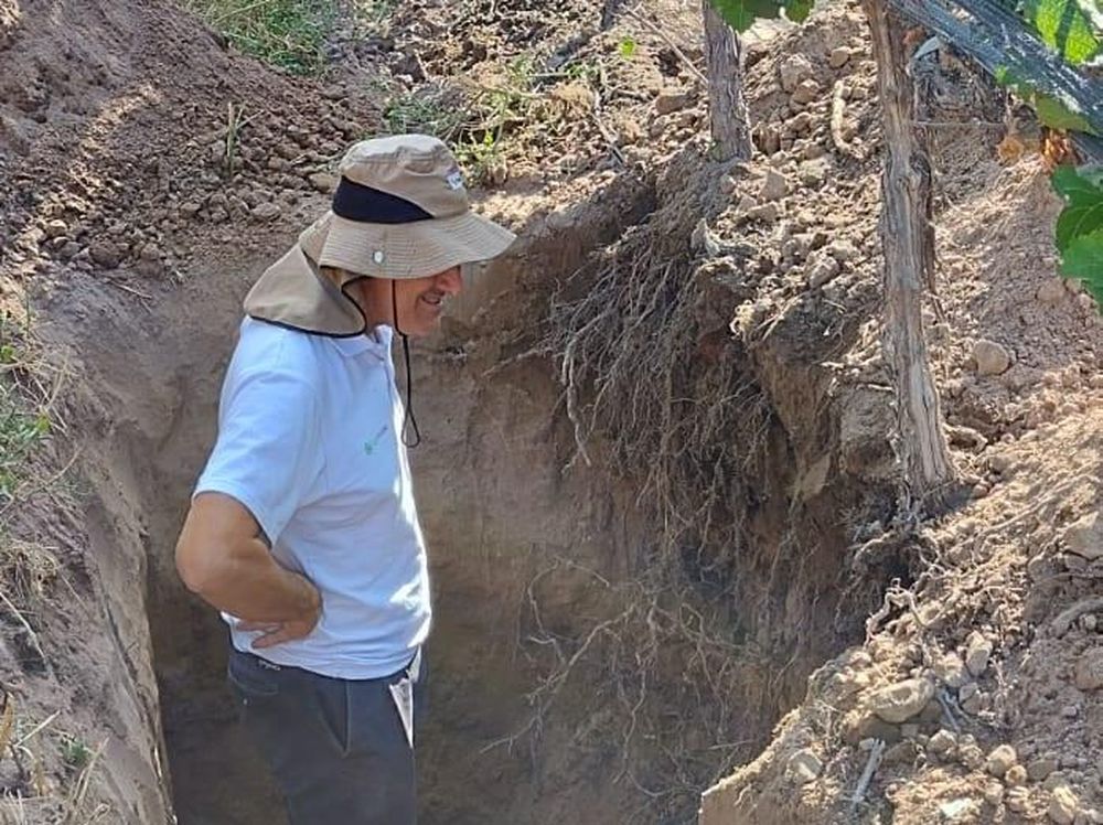 Diferentes alternativas en uvas, para mejorar su resultado final