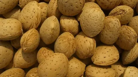 Gran cosecha de almendra española