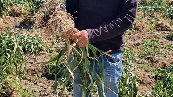 Hay cosecha de ajos tempranos con ventas a los mendocinos