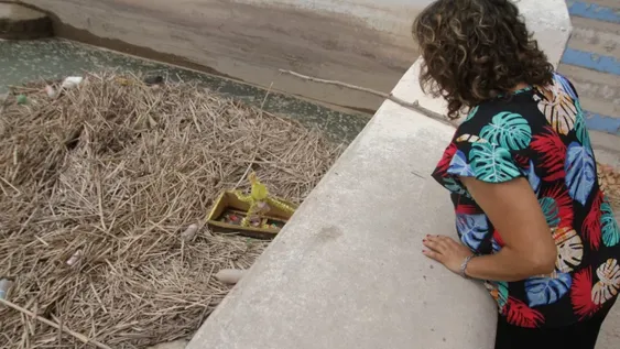 Espanto por los gualichos que flotan sobre las aguas del dique San Emiliano