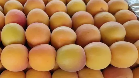 Precios de producciones sanjuaninas