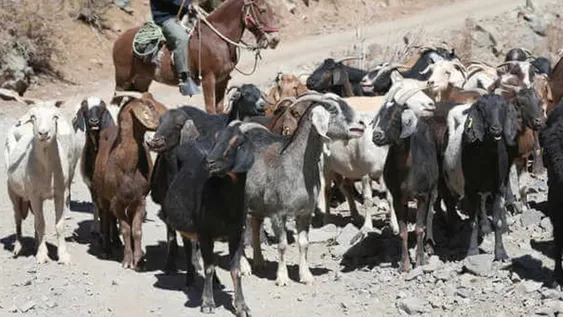 Después de 7 años no habrá temporada de veranadas en los valles cordilleranos