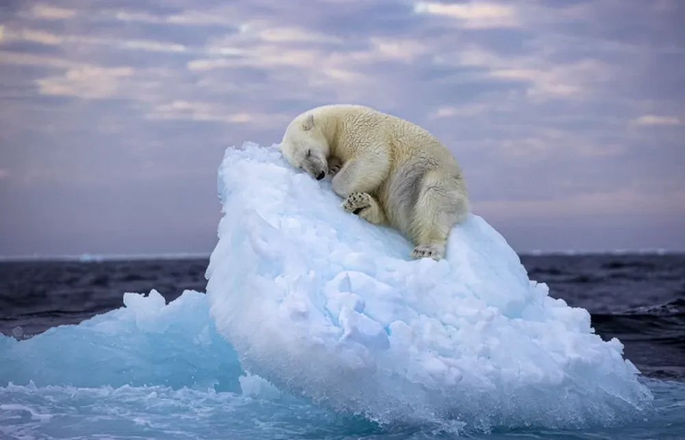 La foto de un oso polar sobre una cama tallada en iceberg gana un prestigioso premio