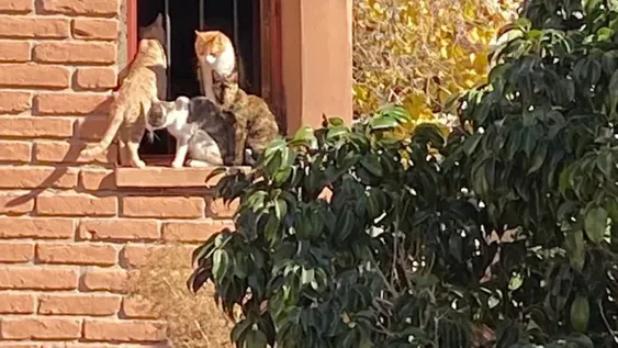 GATOS POR TODOS LADOS. El interior de la casa y los alrededores están plagados de estos animales que convivían con la mujer.