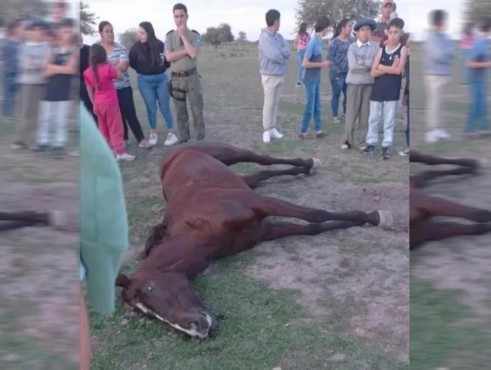 Dos yeguas murieron en plena carrera: “Les estallaron los pulmones”