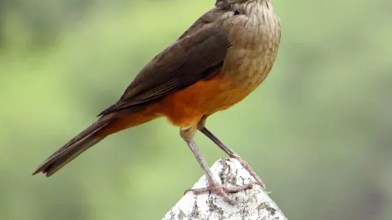 Un joven y un menor cayeron por robar un zorzal y una diuca