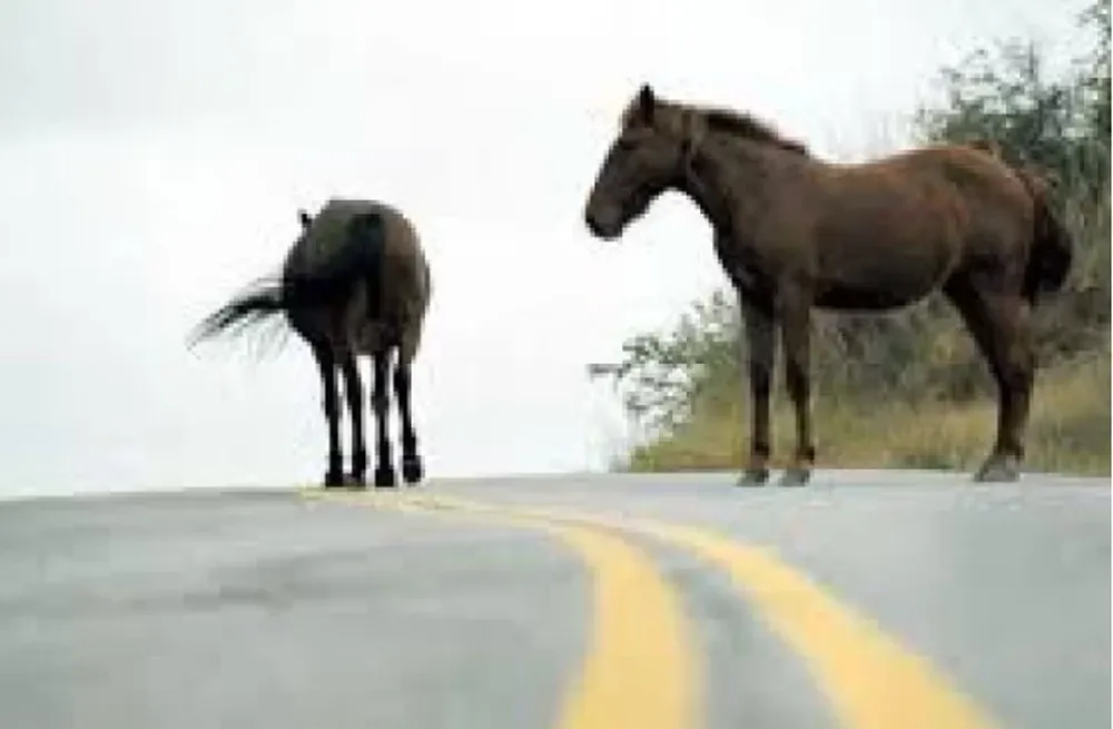 Presencia de caballos en la ruta