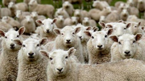 Un rebaño de 500 ovejas ‘devoró’ un cultivo de casi 300 kilos de marihuana: el curioso comportamiento