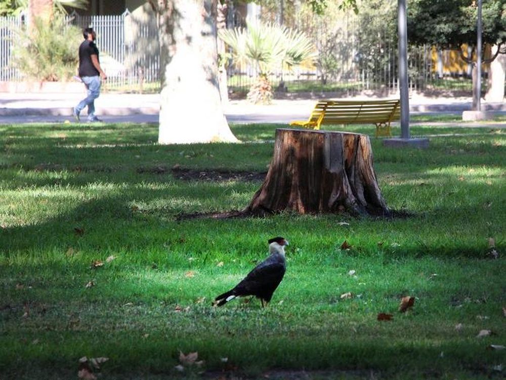 Martes con máxima de 23 grados y cielo parcialmente nublado