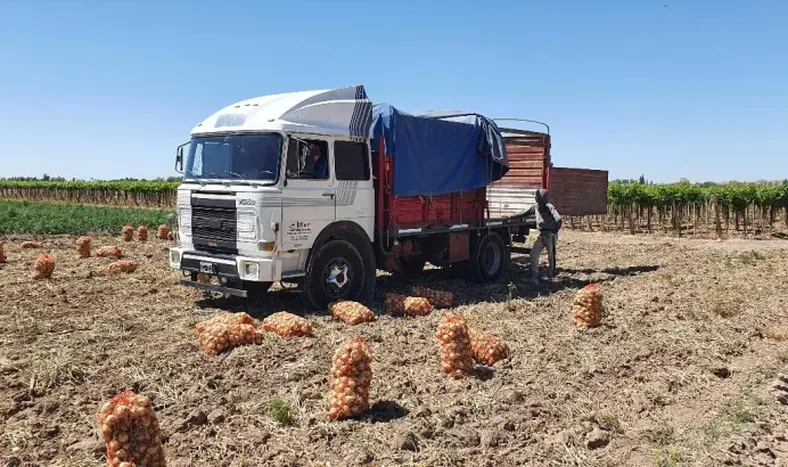 Costos de siembra de alfalfa