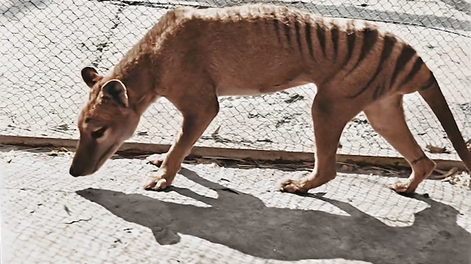A 85 años de su extinción, aparecen videos a color del último tigre de Tasmania