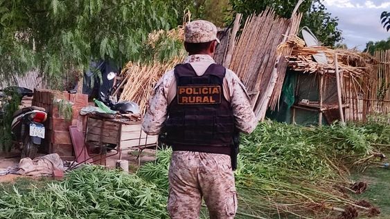 operativo en sarmiento: rescataron 14 aves autoctonas y hallaron un invernadero con 26 plantas de marihuana