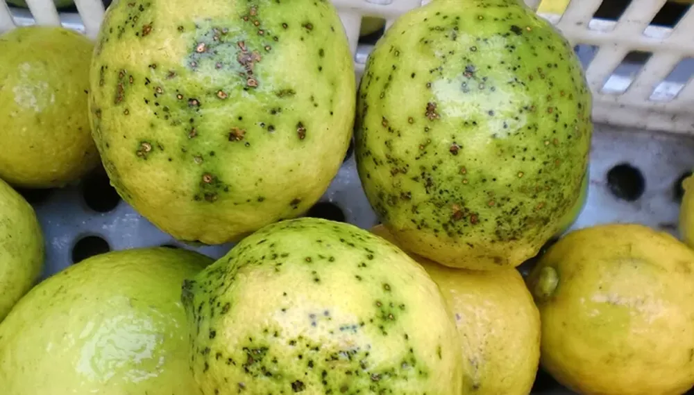 Argentina deja de exportar limones a Europa