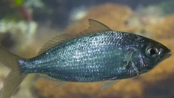 La increíble mojarra mutante que un hombre pescó en Salta