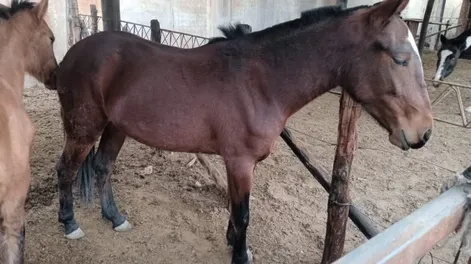Capturaron 8 equinos que estaban sueltos en rutas de Sarmiento, Caucete y 25 de Mayo