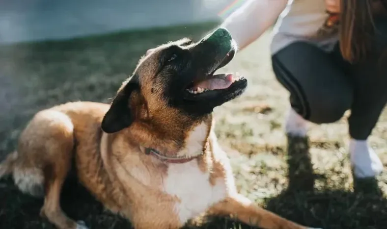 13 señales que indican que los perros están en calma o con incomodidad