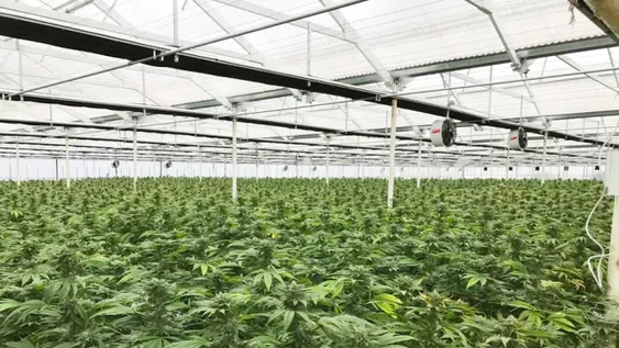 Avanzan con la compra de un terreno para el cultivo de cannabis medicinal