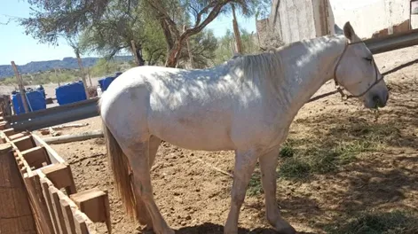 Caballo recuperado en Caucete.-