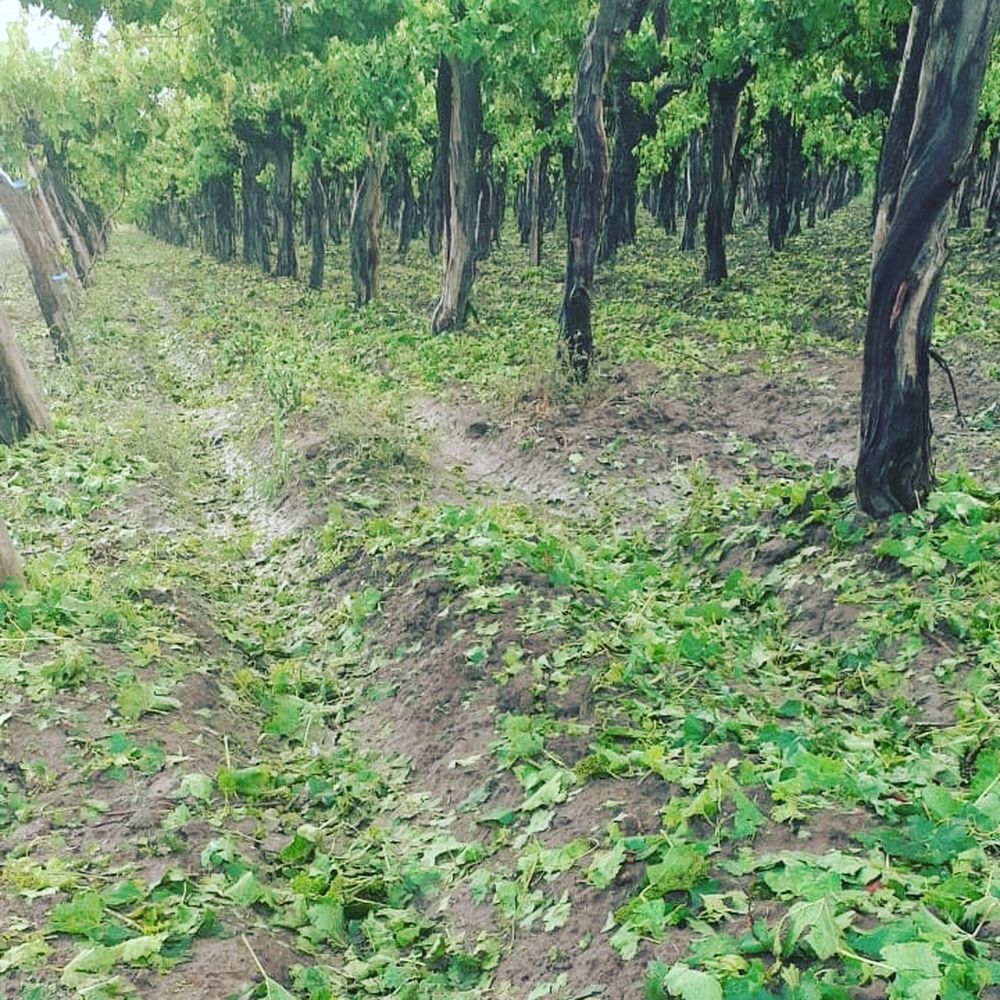 Entre heladas y granizo ¿hay que ser mago para producir uvas?
