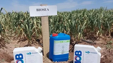 Biosea: soluciones sostenibles en cultivos orgánicos y comunes