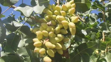 Producción se reunió con el sector pistachero para trabajar en conjunto