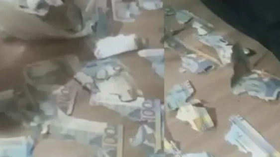 Una rata se comió sus ahorros de casi $100 mil