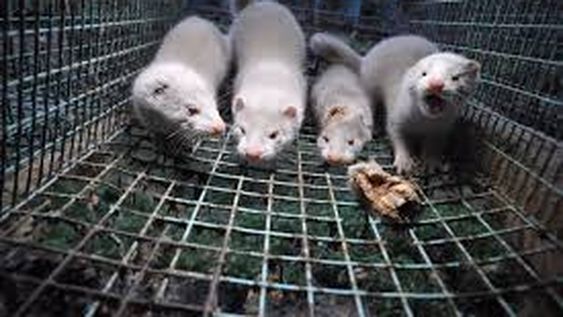 Crece la alarma: ya son seis los países que reportaron casos de coronavirus en visones