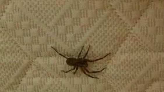 Una nena de 7 años, hospitalizada después de haber sido picada por una araña