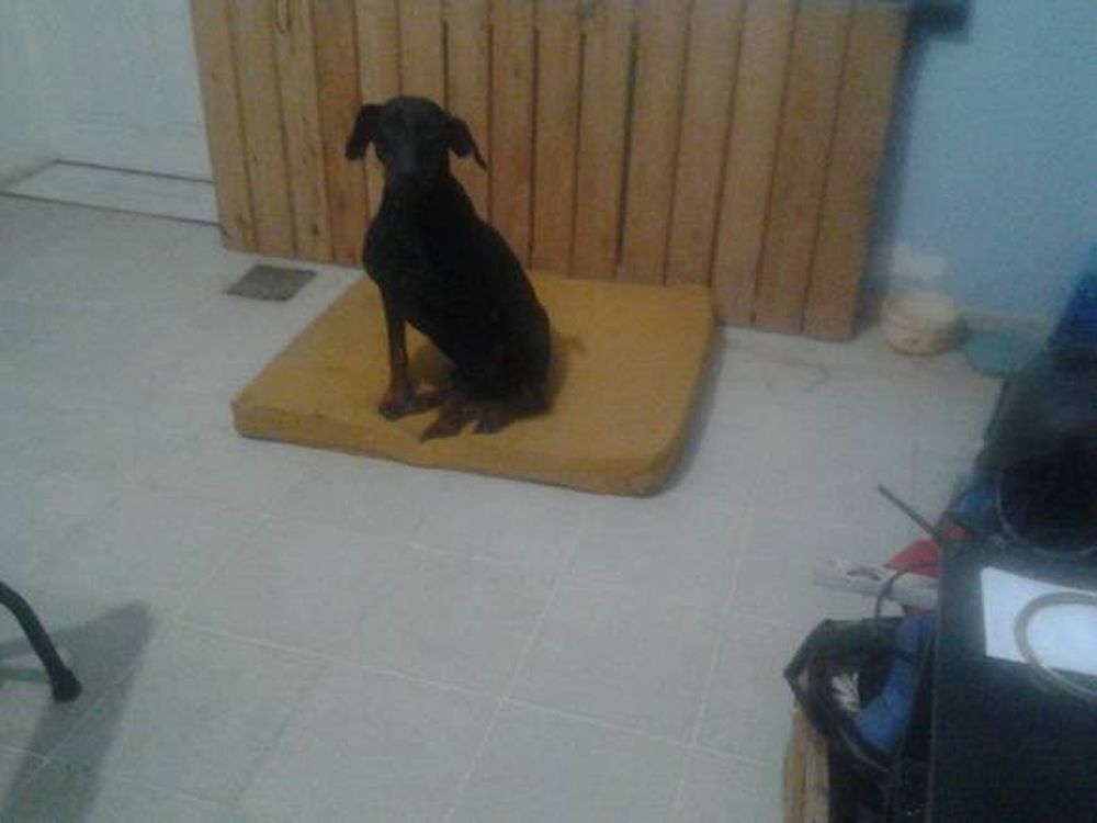 Desesperada búsqueda de un perro rescatista
