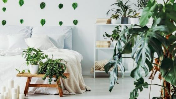 Las plantas que tenés que poner en la habitación, según un experto en jardinería.