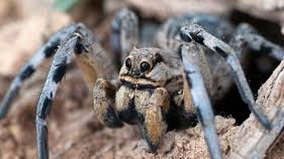 ¡Qué 2020! Las “arañas lobo” aumentaron llamativamente de tamaño y se volvieron caníbales