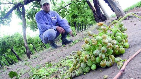 Denuncian 1.904 hectáreas con daños por granizadas