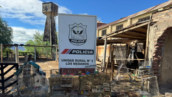 Las aves rescatadas por la Policía en dos operativos realizados en Caucete.