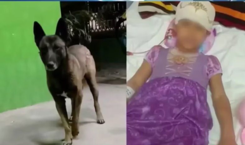 Impactante video: el momento del feroz ataque de un perro a una nena cuando jugaban