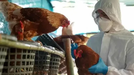 Confirman el primer caso humano de gripe aviar en Chile