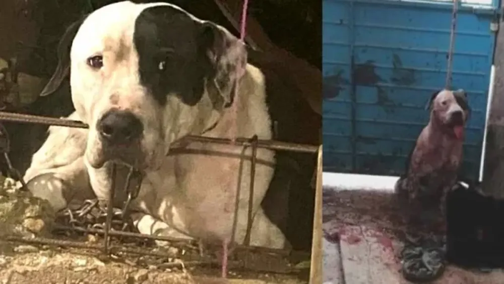 Un pitbull le arrancó el brazo a un ladrón: familiares piden que sacrifiquen al perro