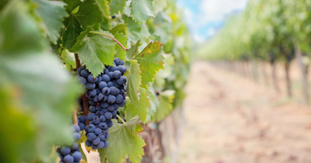 Programa de innovación para la industria del vino