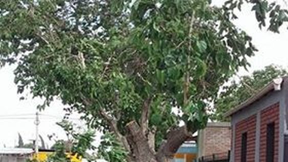 Los destrozos del Zonda