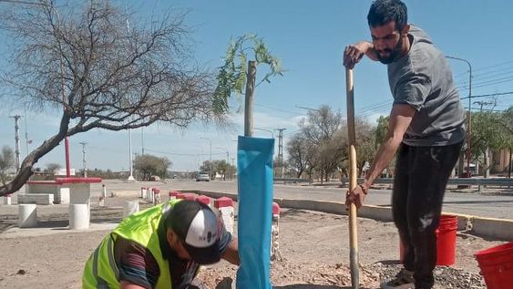 En la Difunta Correa relevan árboles, plantan otros y optimizan el riego