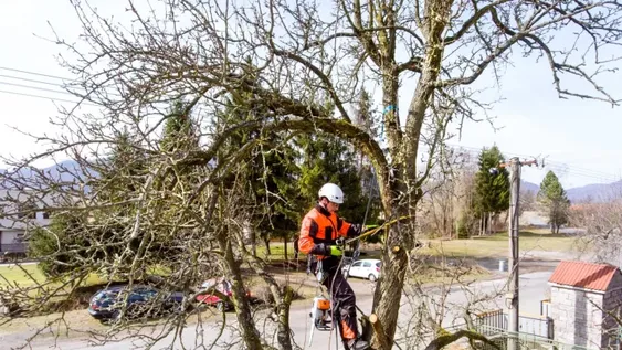 El ABC de la poda de un árbol