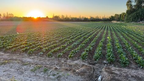 La lechuga y otras verduras de hoja ocupan buena parte del año en la Finca Don Pepe, pese a una rentabilidad cada vez más ajustada.