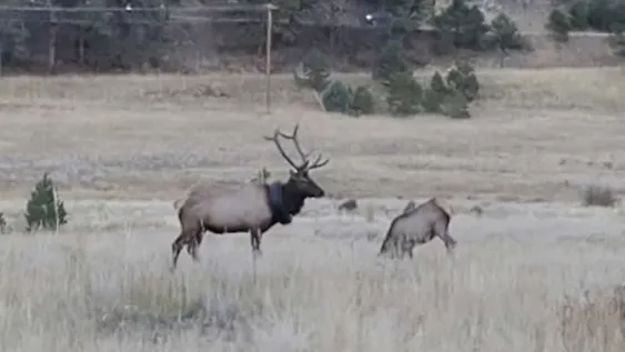 Liberaron a un alce que llevó una llanta en el cuello durante dos años