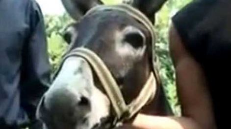 Un burro para intendente