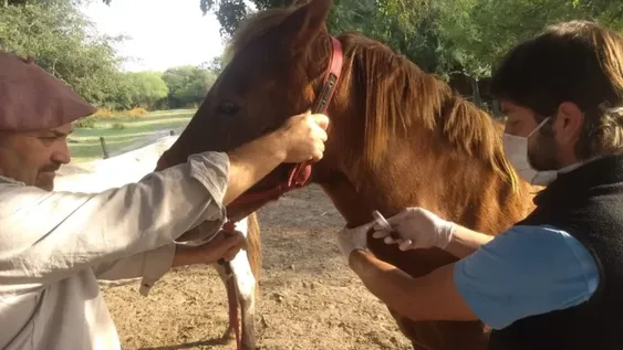 Detectan anemia infecciosa en caballos de campos de Buenos Aires
