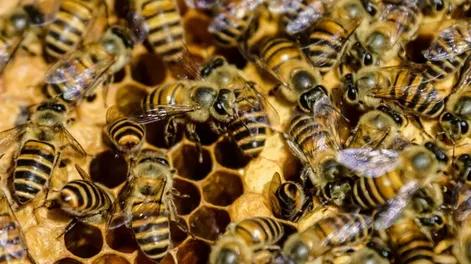 Un enjambre de abejas atacó a 32 personas y ocho niños terminaron hospitalizados