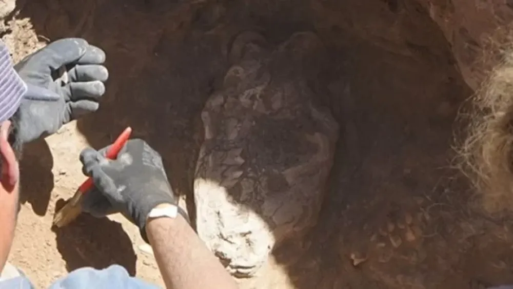 Necochea: obreros de una construcción hallaron restos de un “Tigre Dientes de Sable”