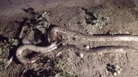 Una serpiente causó temor en Caucete