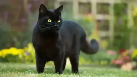Qué significa encontrarse a un gato negro por la calle y cuál es su misión espiritual