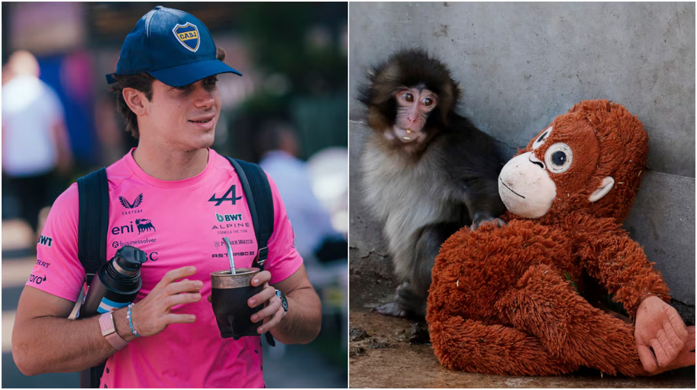 Franco Colapinto comenzó su actividad en el Gran Premio de Australia y en la previa&nbsp;reveló su preocupación por la actualidad del monito Punch, que se volvió viral en redes sociales.
