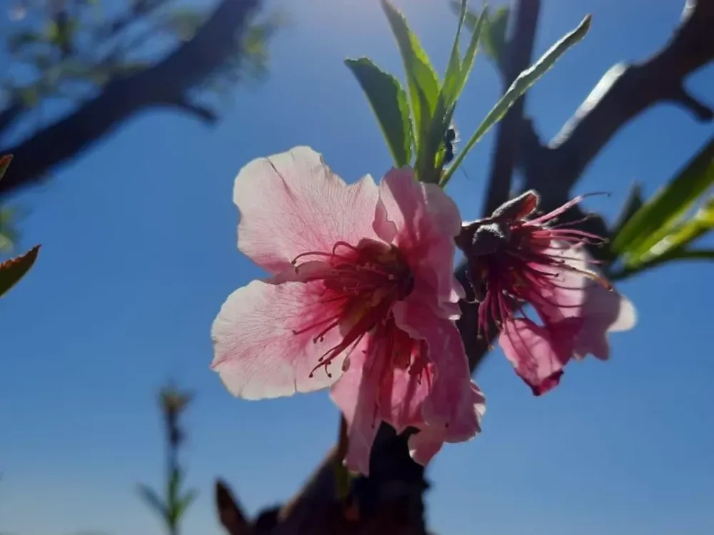 Flor de duraznero